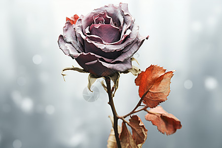 枯萎的玫瑰花背景图片
