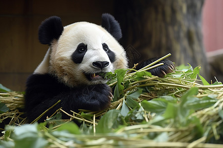 野生动物园中的大熊猫图片