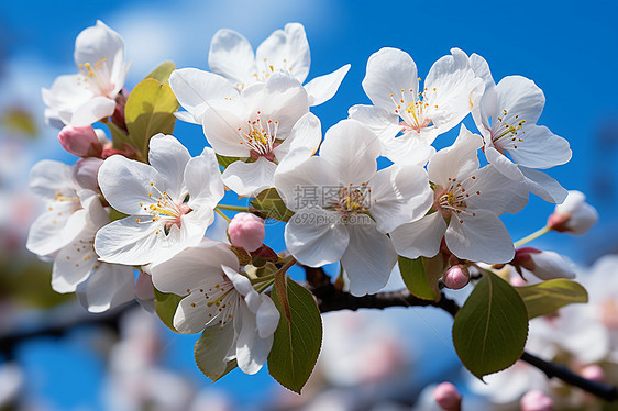 春季花园中绽放的樱花花朵图片