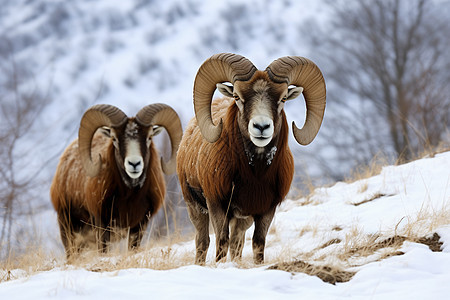 冬季雪山中的野生大角羊图片