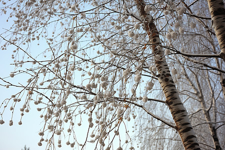 冬季白雪覆盖的丛林景观背景图片