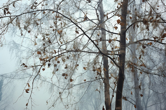 寒冷冬季白雪覆盖的树木景观图片