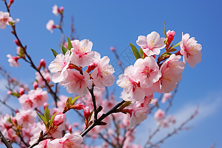 户外树枝上漂亮的樱花图片