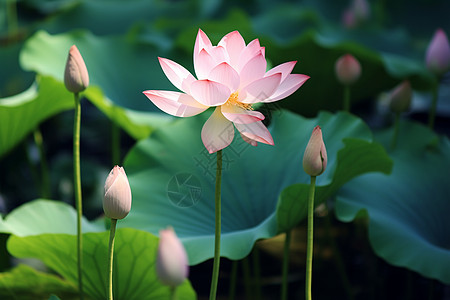 夏季池塘中绽放的莲花花朵高清图片