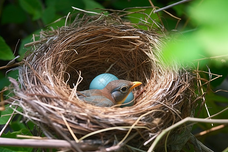 鸟巢中繁殖的鸟蛋图片