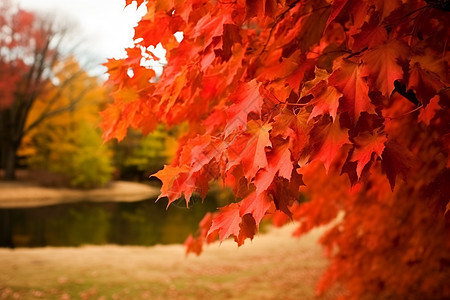 秋季森林公园的美丽景观图片