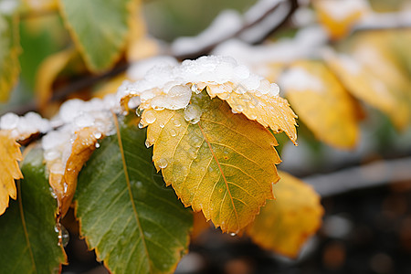 冬季树叶上的冰雪图片