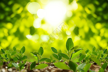 植物生长户外生长的植物幼苗背景