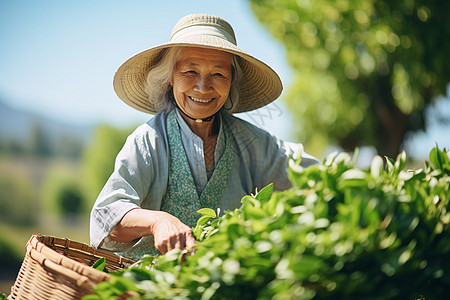 茶园中采摘的老年女性图片