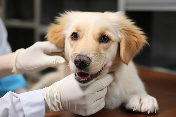 兽医给狗护理图片