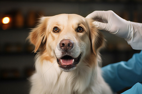 兽医给小狗梳理图片