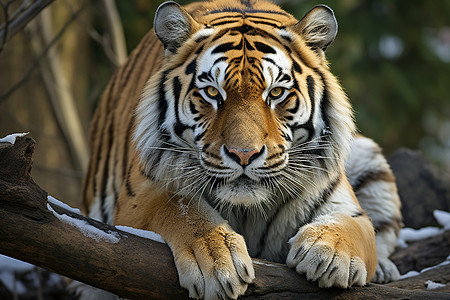 木头上的凶猛老虎背景图片