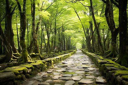 山林间的石头小路背景图片