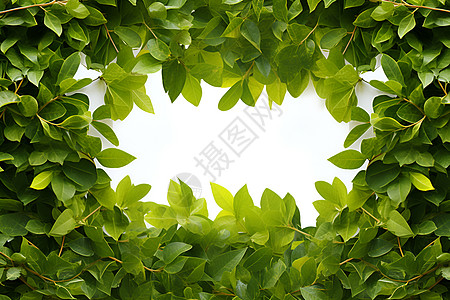 背景中的绿色树叶图片