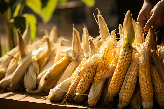 秋收季节摘取玉米图片