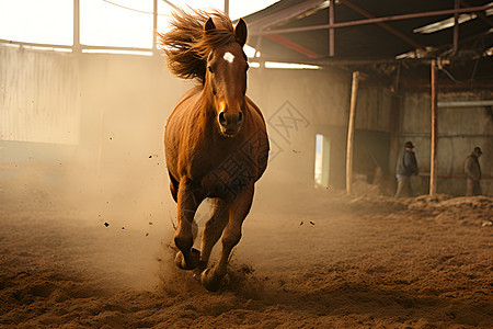 自由奔跑的马匹背景图片