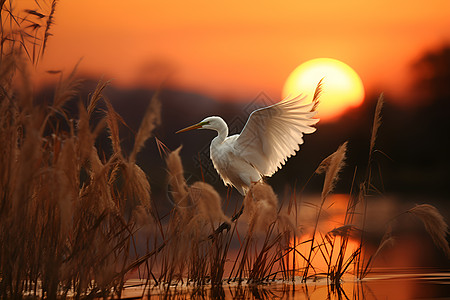 日落芦苇丛里的水鸟图片
