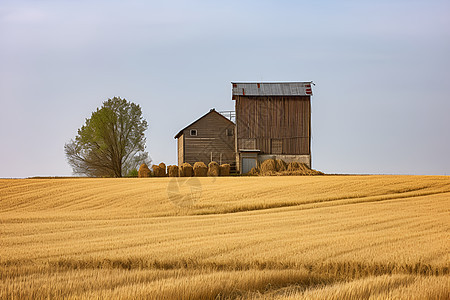 田野里的小麦图片