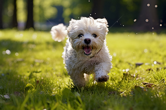 小白狗在草地上奔跑图片