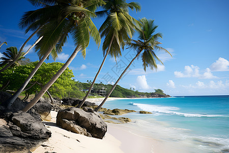 岛屿上的海滩棕榈树图片