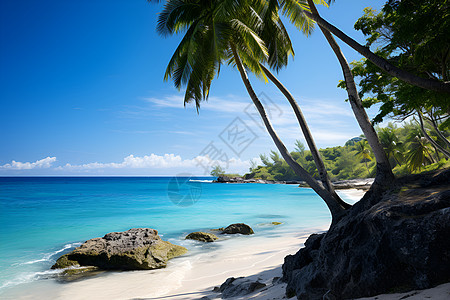 蓝天下的海滩棕榈树图片