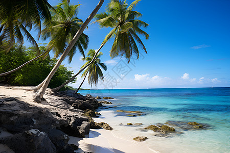 岩石沙滩海滩上的棕榈树背景