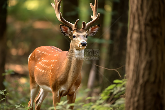 林中白尾鹿图片