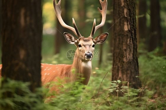 树林里的野鹿图片