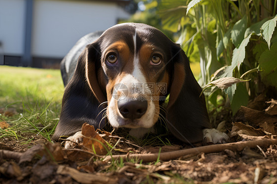 一只猎狗在草地上图片
