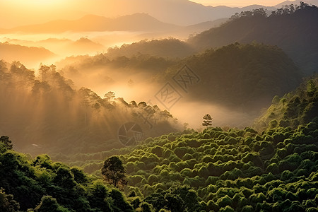 黄昏的山林夕阳云雾林高清图片