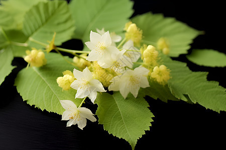 绿叶间的鲜花背景图片