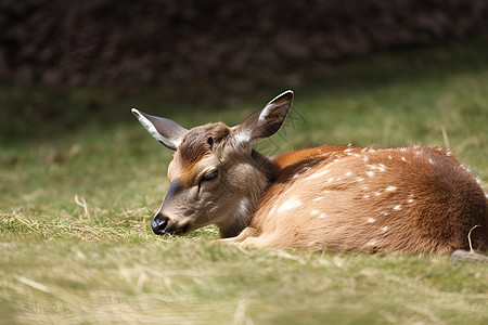 麋鹿悠然午睡背景图片