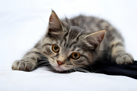 躺在毯子上的小猫图片