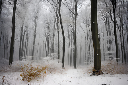 雪中的森林景色背景图片