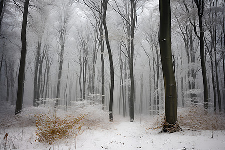 雪中的森林景色图片