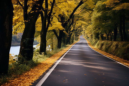 秋日林荫公路图片