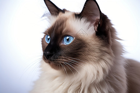 猫咪的蓝眼睛图片