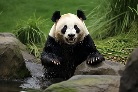 贪食的熊猫图片