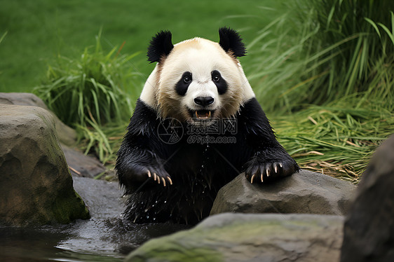 贪食的熊猫图片