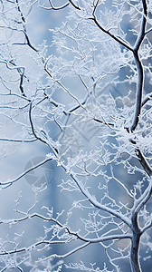 冰雪覆盖的树枝图片