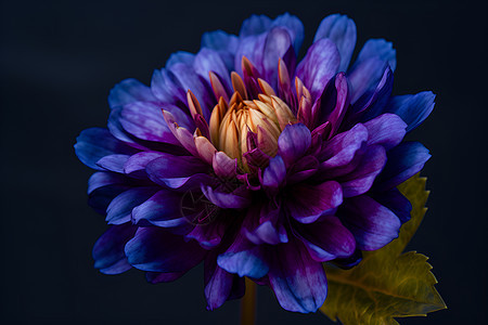 精致的紫花图片