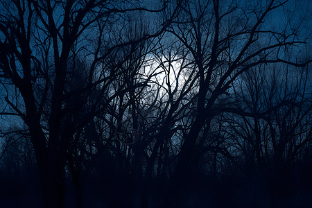夜晚的月光穿过树林图片