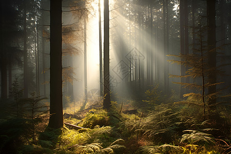 树林中照进的阳光高清图片