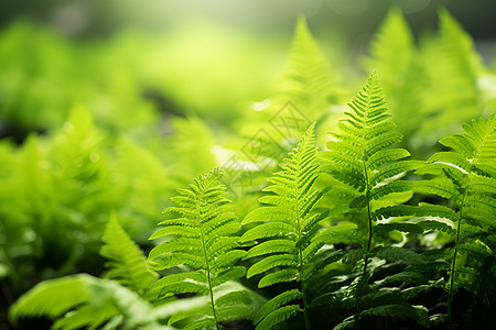 绿色蕨类植物图片