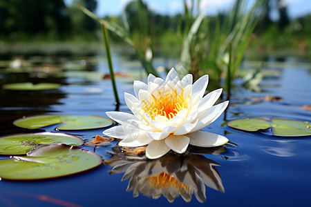 湖水上的莲花背景图片