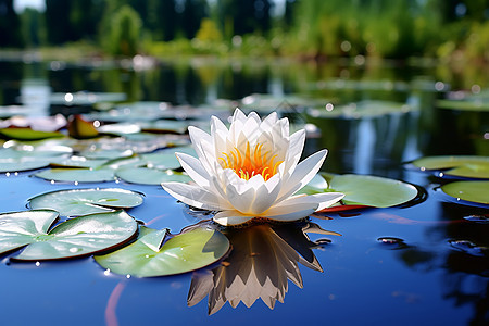 湖上的莲花图片