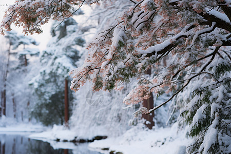 冬天的树木背景图片
