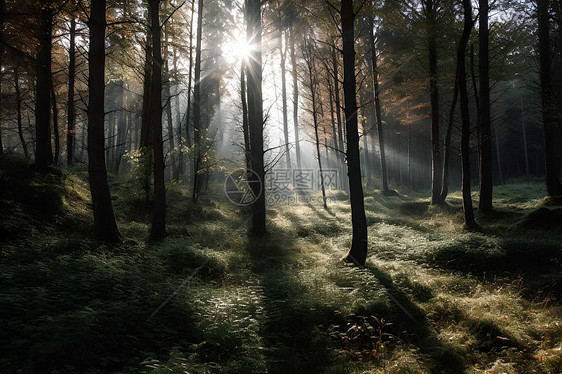 森林的一缕阳光图片