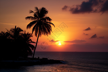 夕阳下的棕榈树背景图片