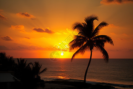 海边的棕榈树背景图片